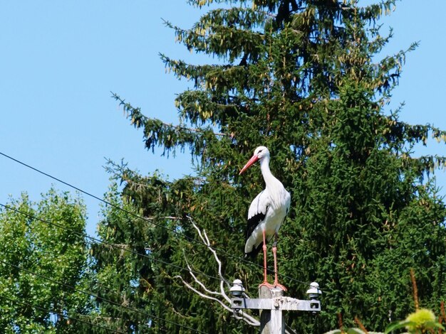 Foto ein storch sitzt auf einem pfahl