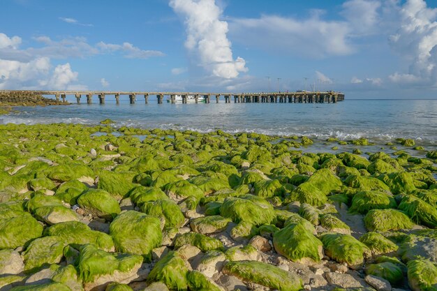 Ein Strand mit Grünalgen und einer Brücke im Hintergrund