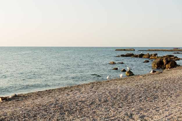 Ein Strand mit Möwen darauf und dem Meer im Hintergrund