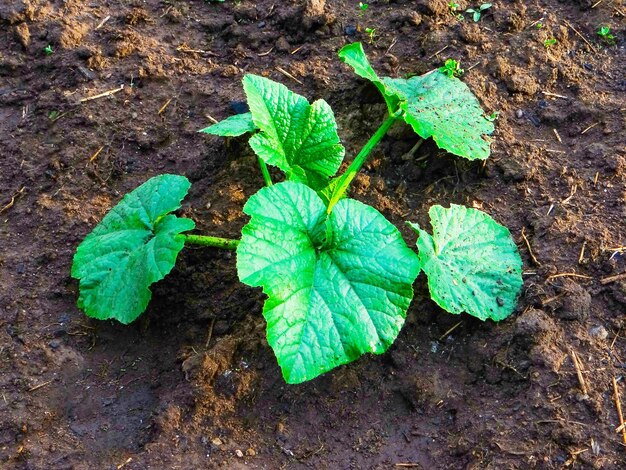 Ein Strauch einer jungen Zucchini, gepflanzt in der Erde