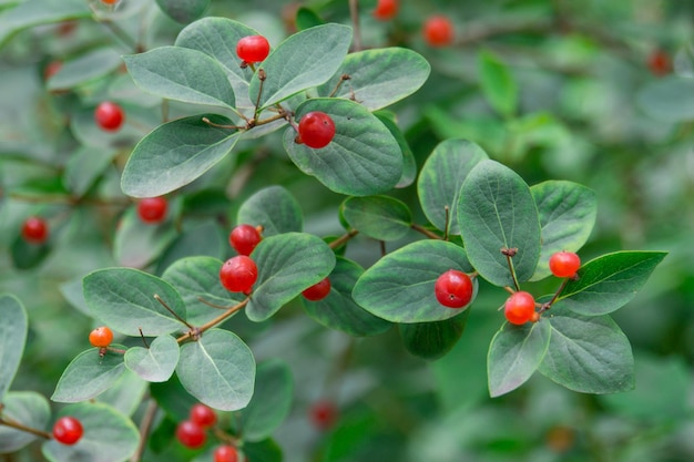 Ein Strauch Lonicera mit leuchtend roten Beeren