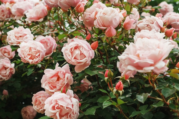 Ein Strauch mit vielen kleinen rosa Rosen im Garten