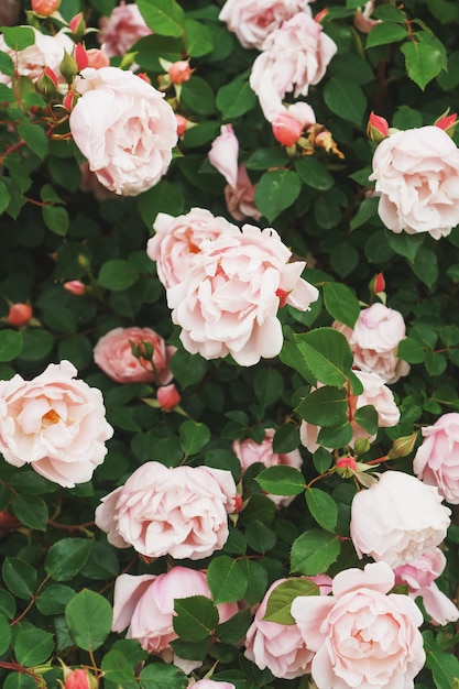 Ein Strauch mit vielen kleinen rosa Rosen im Garten