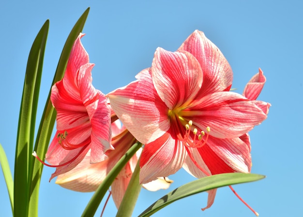 Ein Strauß Amaryllis rosa Blumen auf blauem Himmelshintergrund. Blühend, Frühling, schön. Hippeastrum Gervase