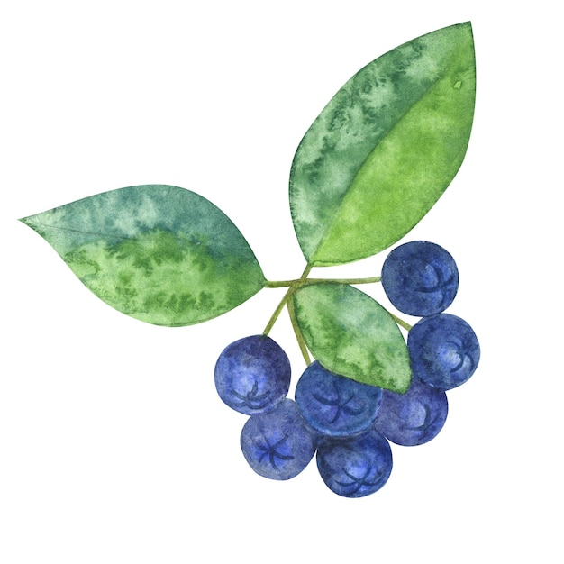 Ein Strauß Apfelbeer-Aronia-Beeren mit grünen Blättern. Botanische Zeichnung. Handgezeichnete Aquarell-Illustration isoliert auf weißem Hintergrund. Design-Element