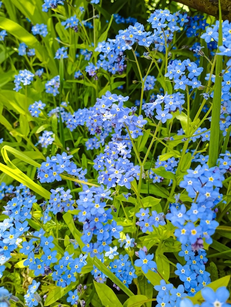 Ein Strauß blauer Blumen mit gelber Mitte und blauer Mitte.