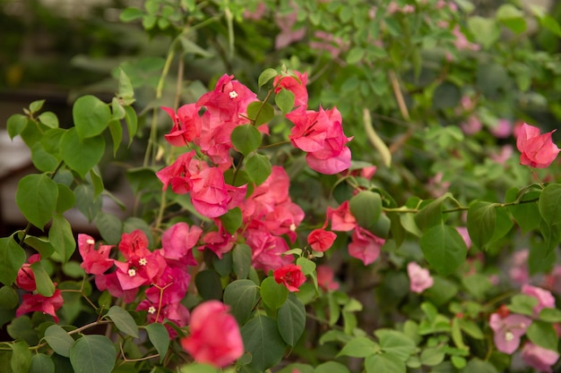 Ein Strauß Bougainvillea-Blumen steht in einem Garten.