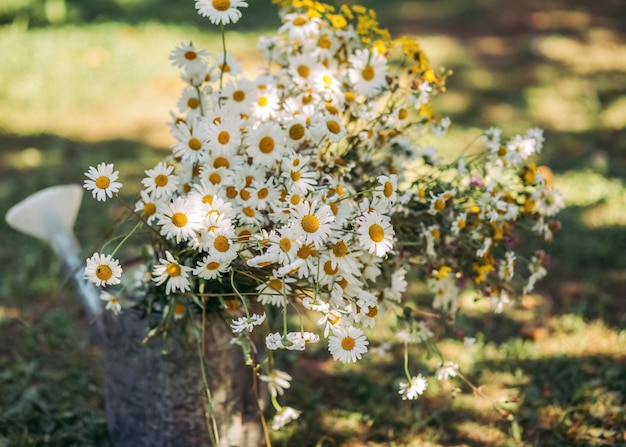 Ein Strauß Feldgänseblümchen in einer Gartengießkanne auf dem Sommerhintergrund