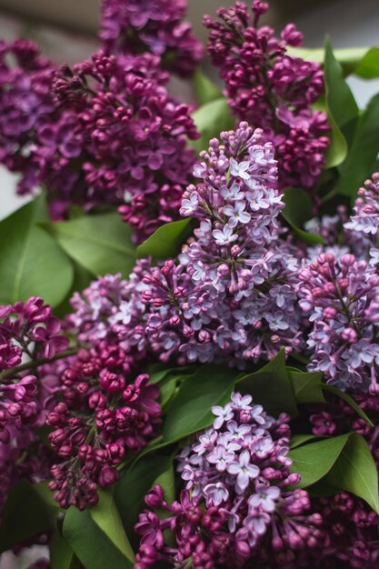 Ein Strauß Flieder. Nahaufnahme. Schöne lila violett blühende lila Blumen. Grußkarte.