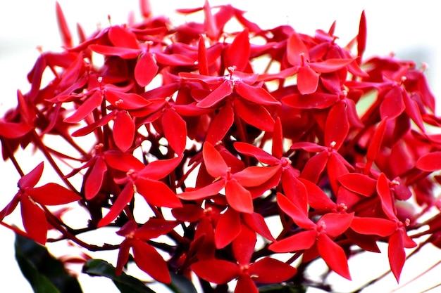 Ein Strauß frischer roter Blumen