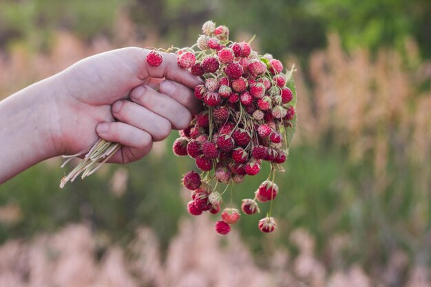 Ein Strauß frischer Walderdbeeren in der Hand