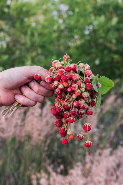 Ein Strauß frischer Walderdbeeren in der Hand