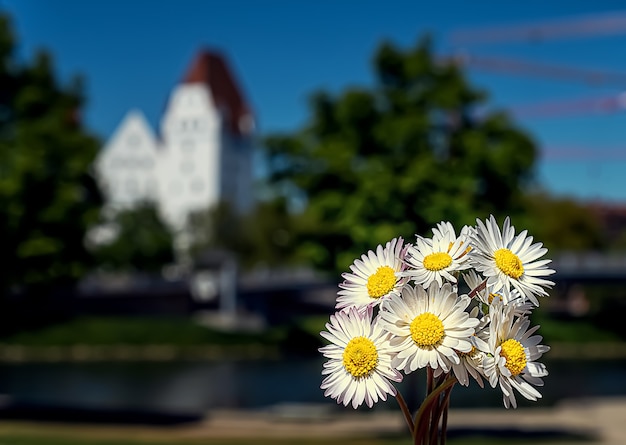 ein Strauß Gänseblümchen im Hintergrund des Schlosses
