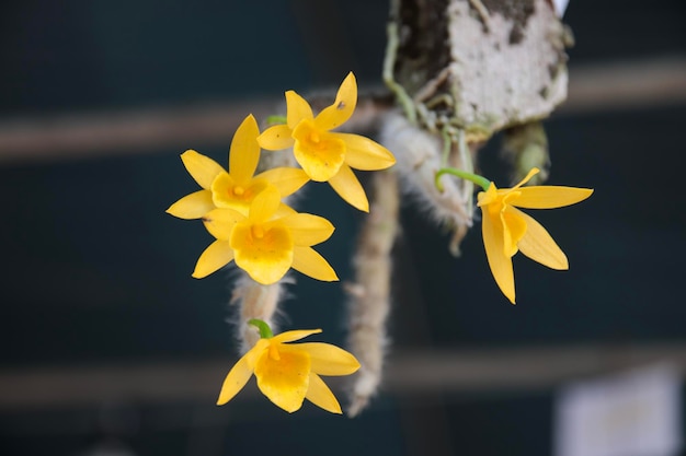 Ein Strauß gelber Blumen auf einem Kaktus