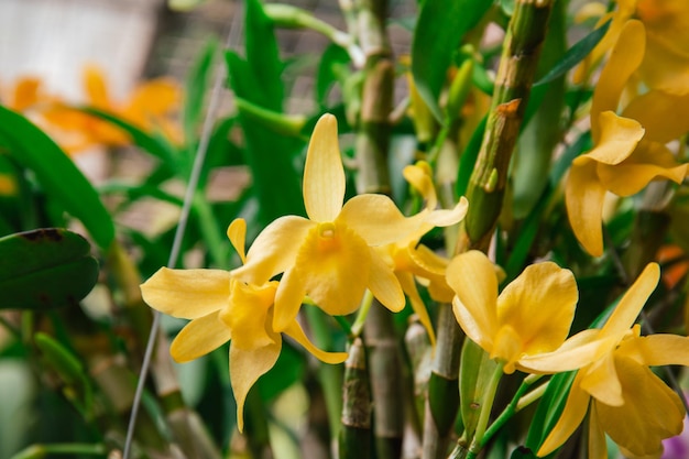 Ein Strauß gelber Blumen mit dem Wort Orchideen darauf