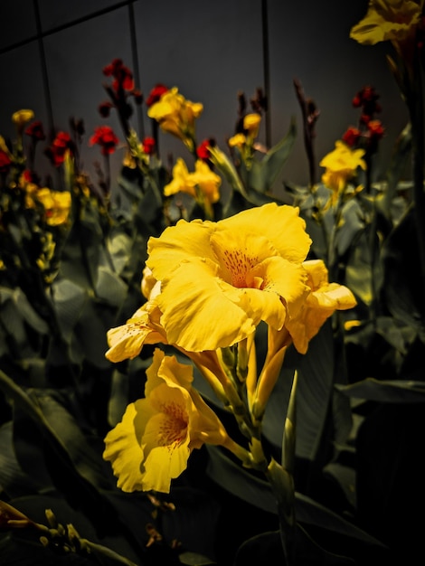 Ein Strauß gelber Blumen mit einer roten Blume in der Mitte.