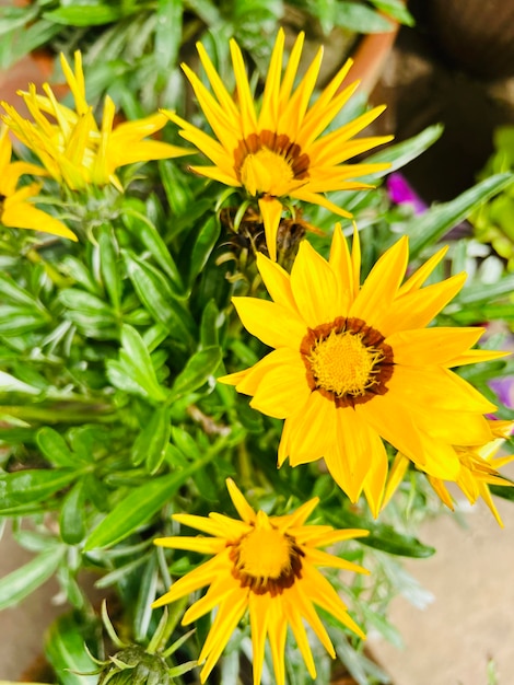 Ein Strauß gelber Blumen steht in einem Topf