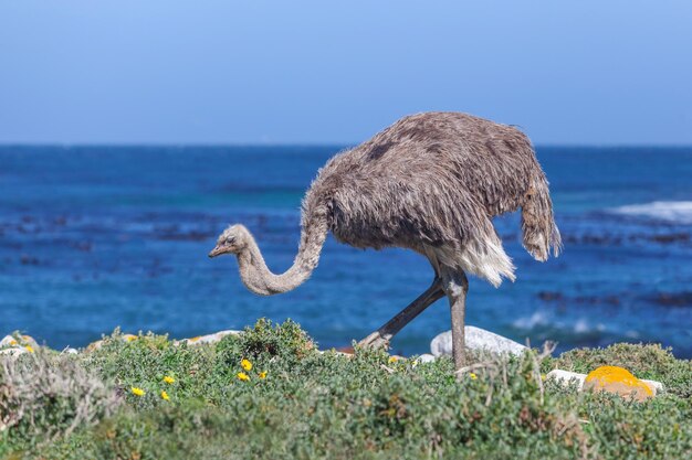 Ein Strauß im Tafelberg-Nationalpark