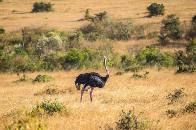 Ein Strauß in der Masai Mara Kenia