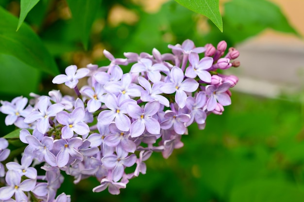 Ein Strauß lila Blüten des Fliederstrauchs isoliert auf dem Zweigmakro