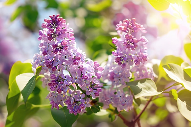 Ein Strauß lila Blumen mit dem Wort Flieder darauf