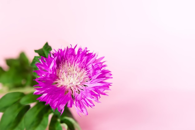 Ein Strauß lila Chrysanthemenblüten auf rosa Hintergrund.