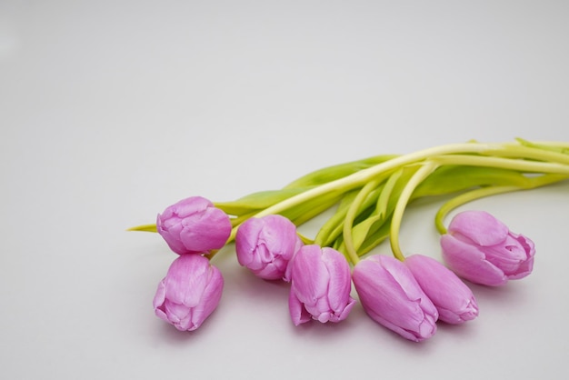 Ein Strauß lila Tulpen auf weißem Hintergrund
