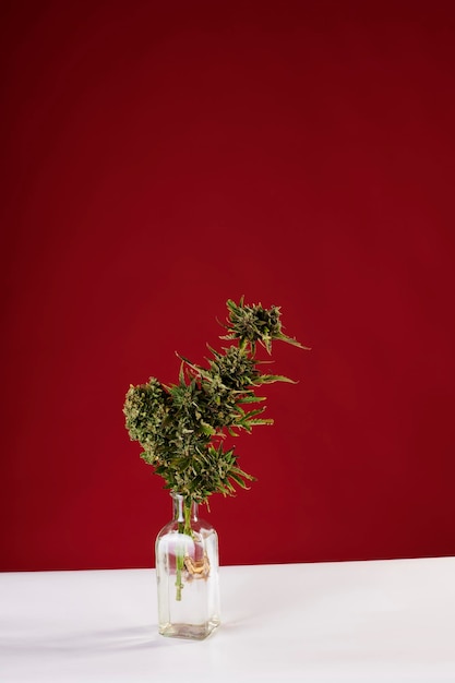 Ein Strauß Marihuana in einer Vase auf rotem Hintergrund