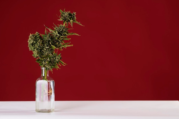 Ein Strauß Marihuana in einer Vase auf rotem Hintergrund