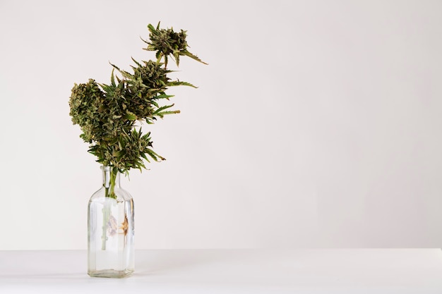 Ein Strauß Marihuana in einer Vase auf weißem Hintergrund