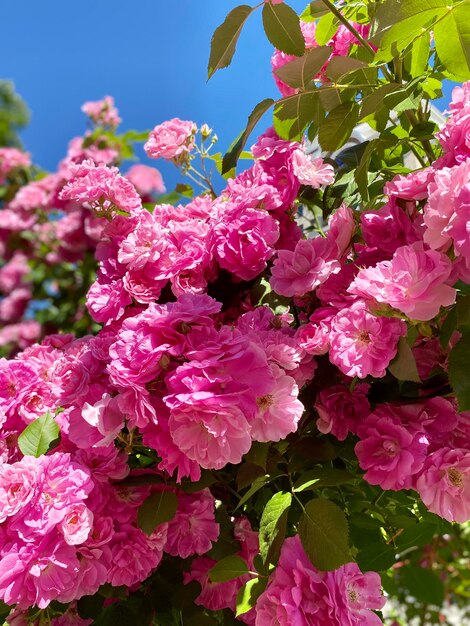 Foto ein strauß rosa blüten mit grünen blättern und dem wort „pfingstrose“ oben drauf.