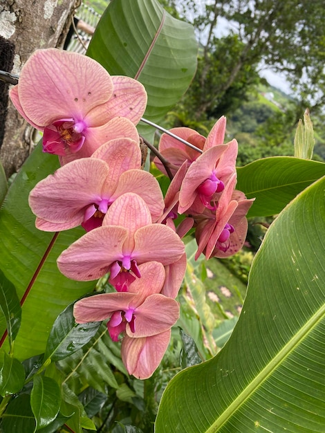 Ein Strauß rosa Orchideen steht vor einem grünen Blatt.