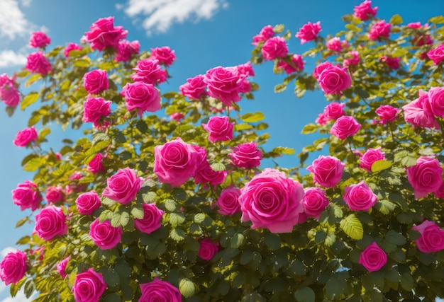 Ein Strauß rosa Rosen vor einem blauen Himmel