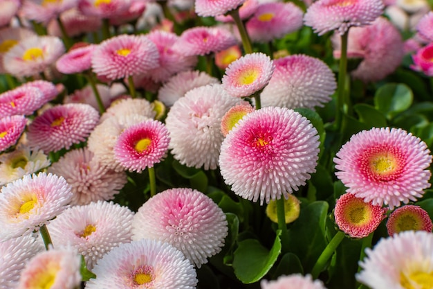 Ein Strauß rosa und weißer Blüten mit gelber Mitte und rosa Mitte.