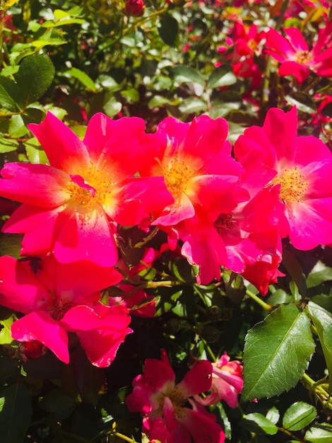 Ein Strauß rosafarbener Blumen mit gelben Zentren befindet sich in einem Garten.