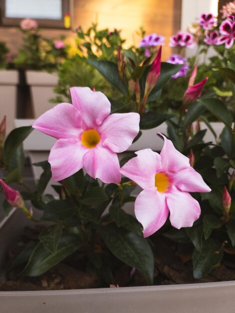 Ein Strauß rosafarbener Blumen mit gelber Mitte