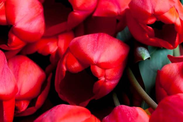 Ein Strauß roter Tulpen in der Frühlingssaison