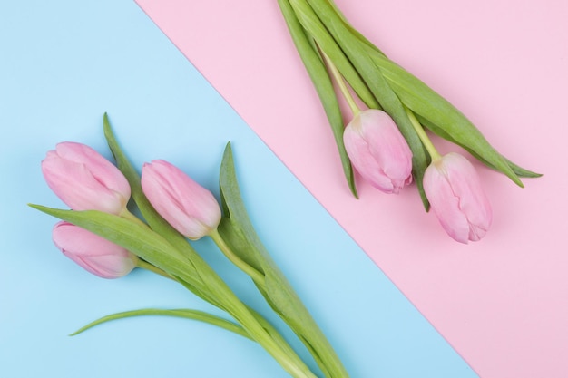 Ein Strauß schöner rosa Tulpenblumen auf einem trendigen rosa und blauen mehrfarbigen Hintergrund Frühlingsferien Draufsicht