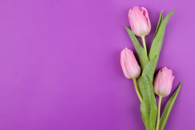 Ein Strauß schöner rosafarbener Tulpenblumen auf einem trendigen hellvioletten Hintergrund Frühlingsferienansicht von oben Ort für Textblumenrahmen