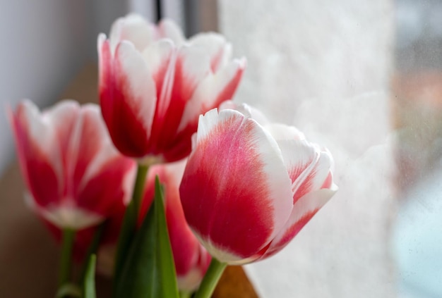 Ein Strauß Tulpen in einem Fenster