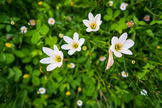 Ein Strauß weißer Blüten mit gelber Mitte