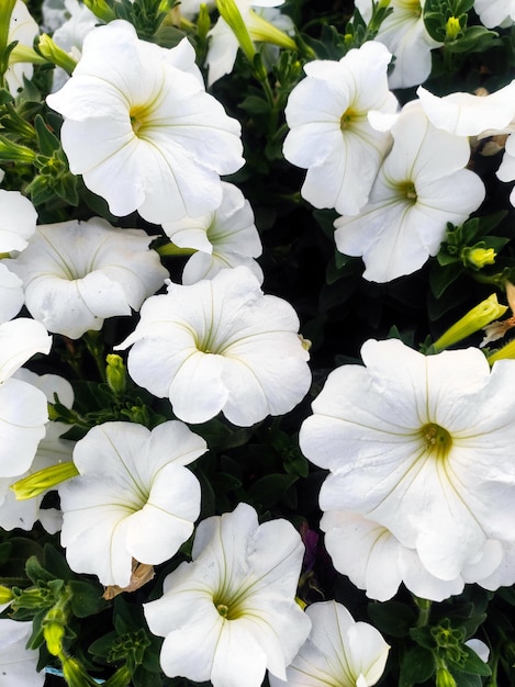 Ein Strauß weißer Blumen in einem Garten