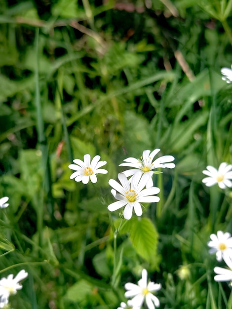 Ein Strauß weißer Blumen liegt im Gras