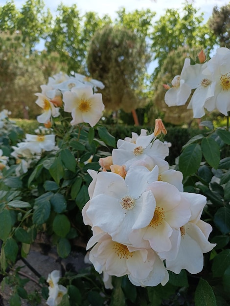 Ein Strauß weißer Blumen mit dem Wort Garten unten rechts.