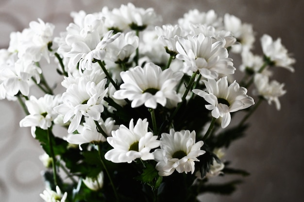 Ein Strauß weißer Gänseblümchen in den Lichtstrahlen. Nahaufnahme von weißen Blumen.