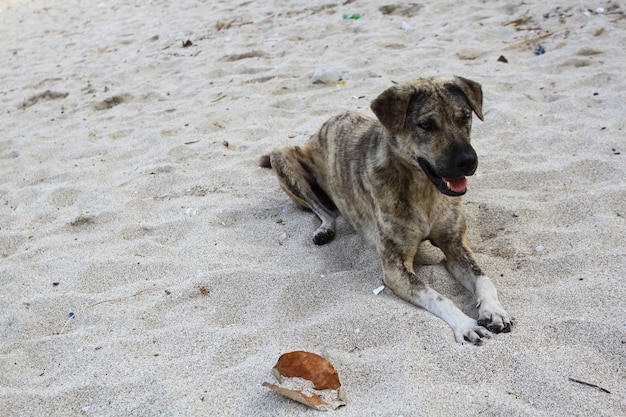 Ein streunender Hund, der auf dem Sand sitzt