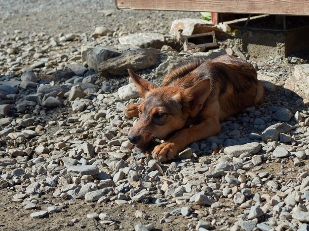 Ein streunender Hund, der auf einer felsigen Oberfläche liegt