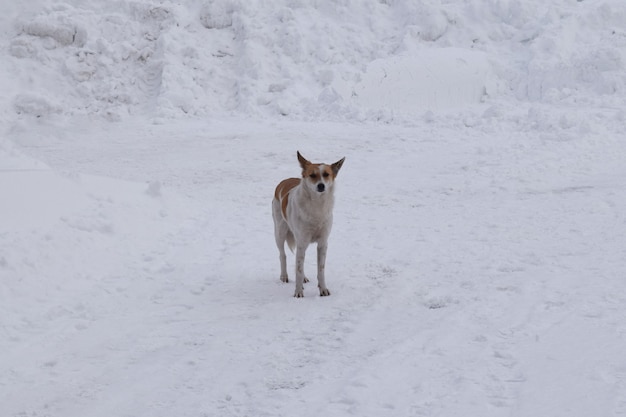 Ein streunender hund geht im schnee