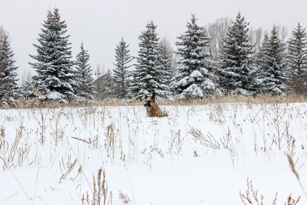 Ein streunender Hund im Schnee