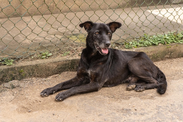 Foto ein streunender hund liegt in der nähe des käfigs